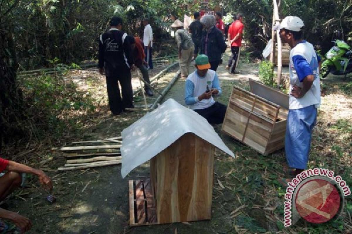 Burung Hantu Di Bojonegoro Turunkan Kerusakan Padi