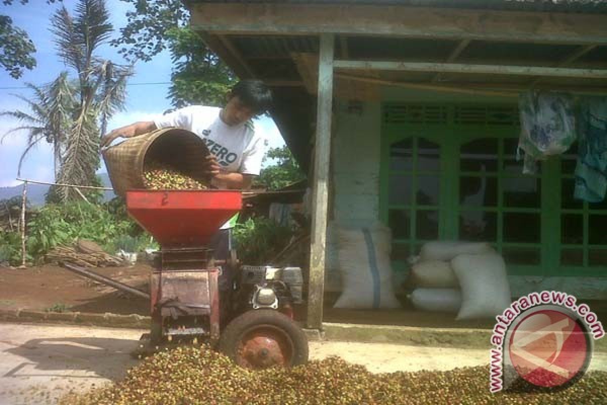 Pekebun Kopi di Ulubelu Berharap Harga Tinggi