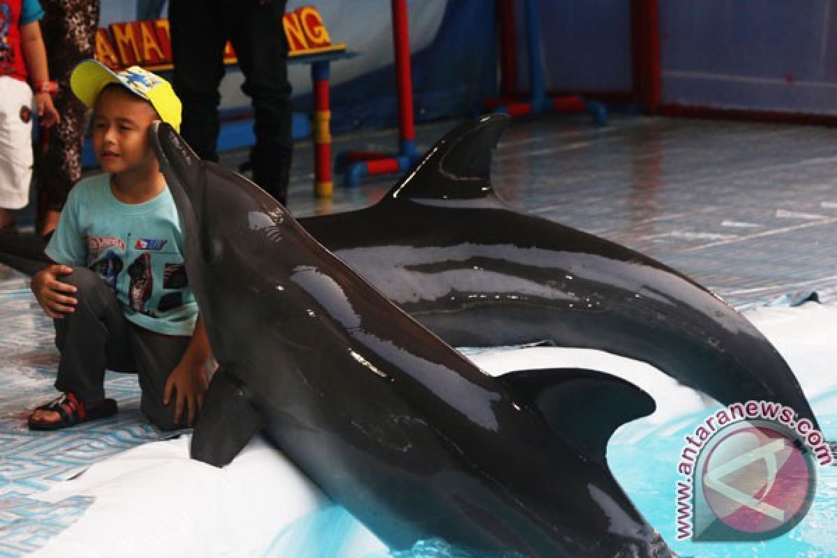 Indonesian environment minister concerned about dolphin show in Bali