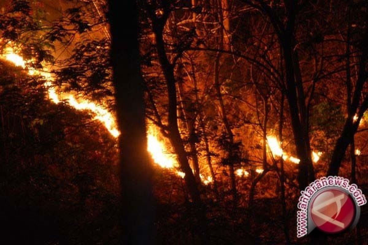 15 Hektare Kawasan Hutan Lindung di Gunung Sumbing Terbakar