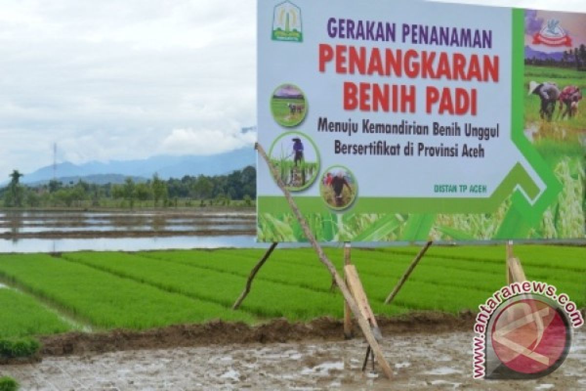 Aceh Utara Tanam Padi 72 Ribu Hektare