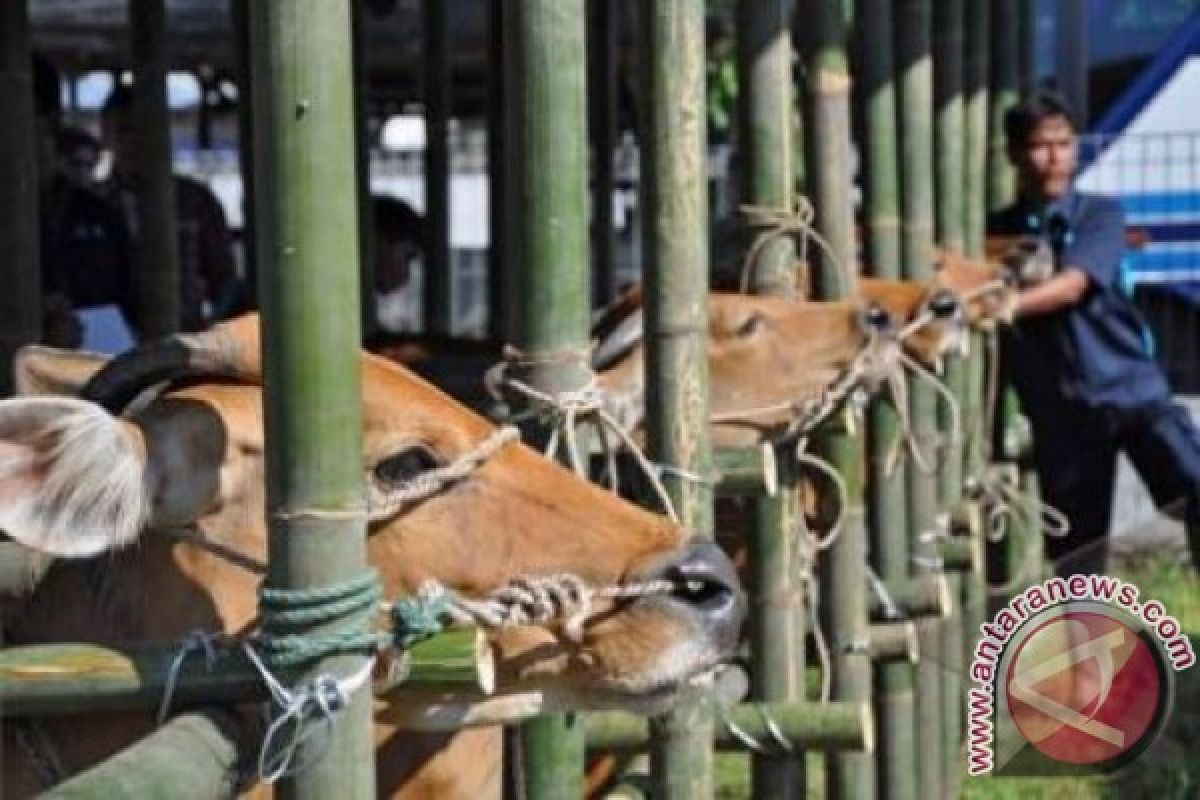 NTB larang datangkan sapi dari luar daerah