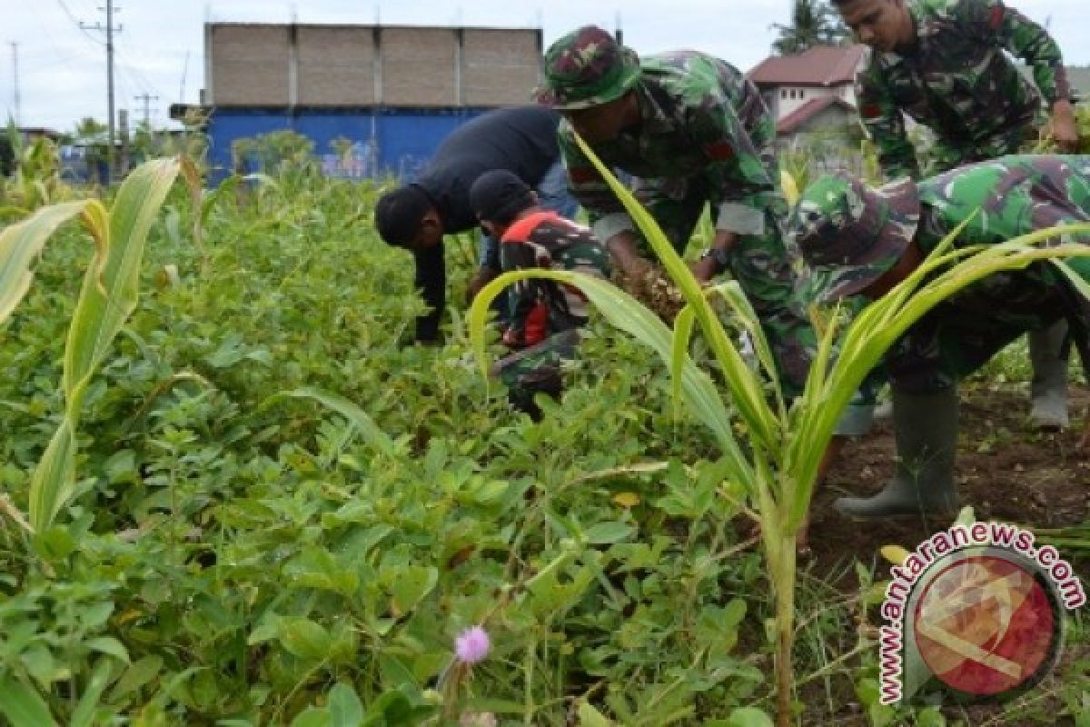 TNI di Aceh Barat Daya Panen Kacang Tanah