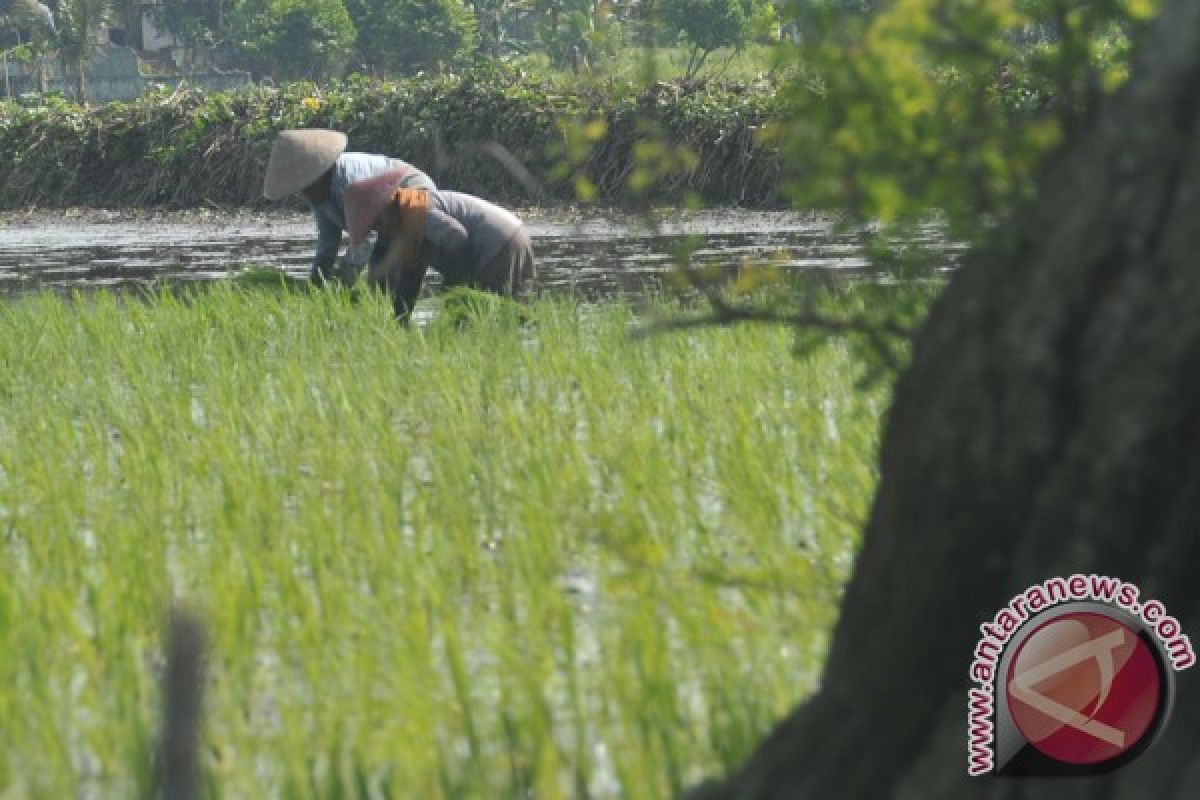 Dua hektare tanaman padi diserang hama weren