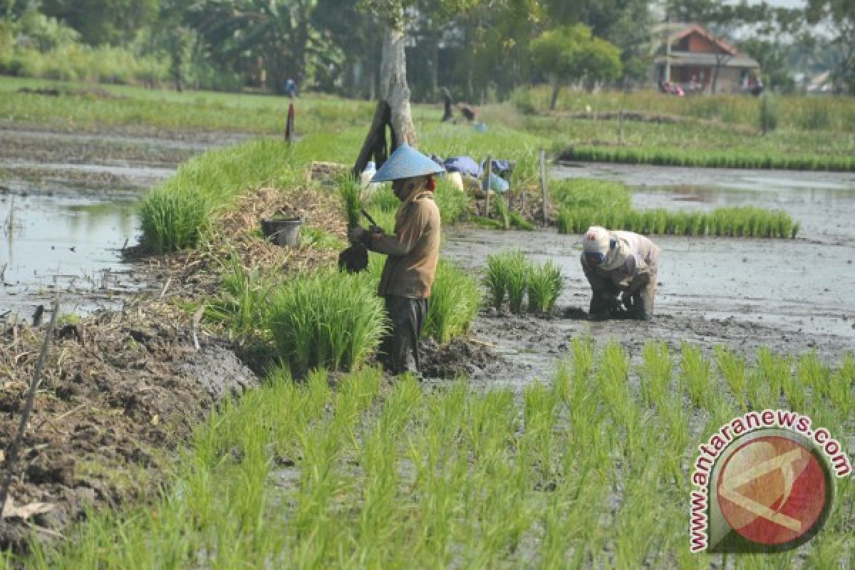 Anggota TNI bantu petani ikut tanam padi