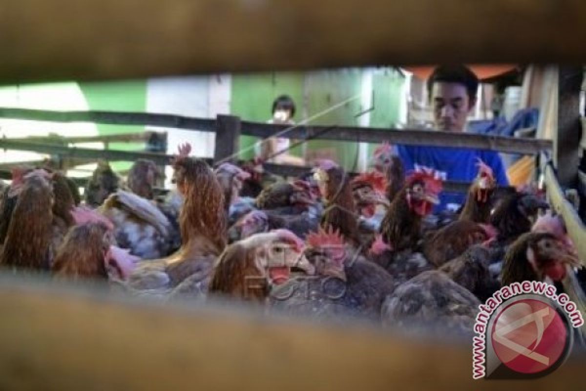 Harga ayam potong di Polman naik