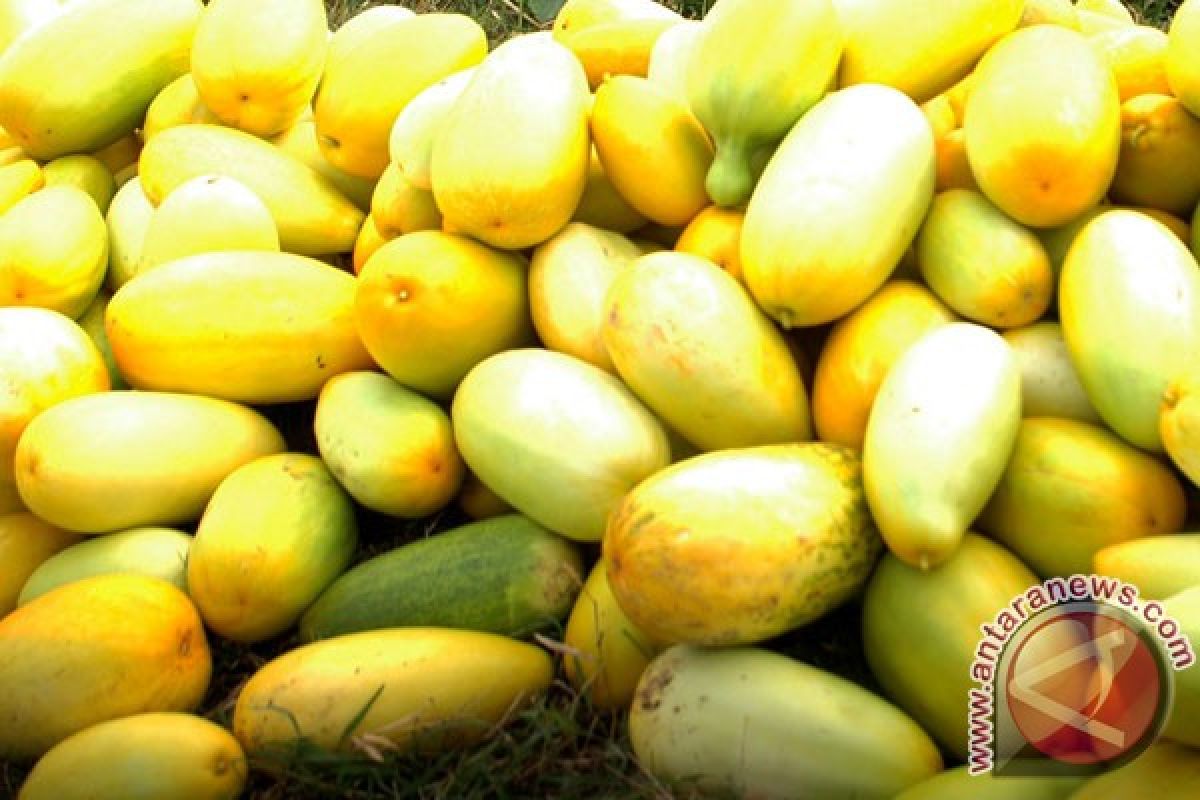 Timun suri buah khas berbuka puasa Binjai