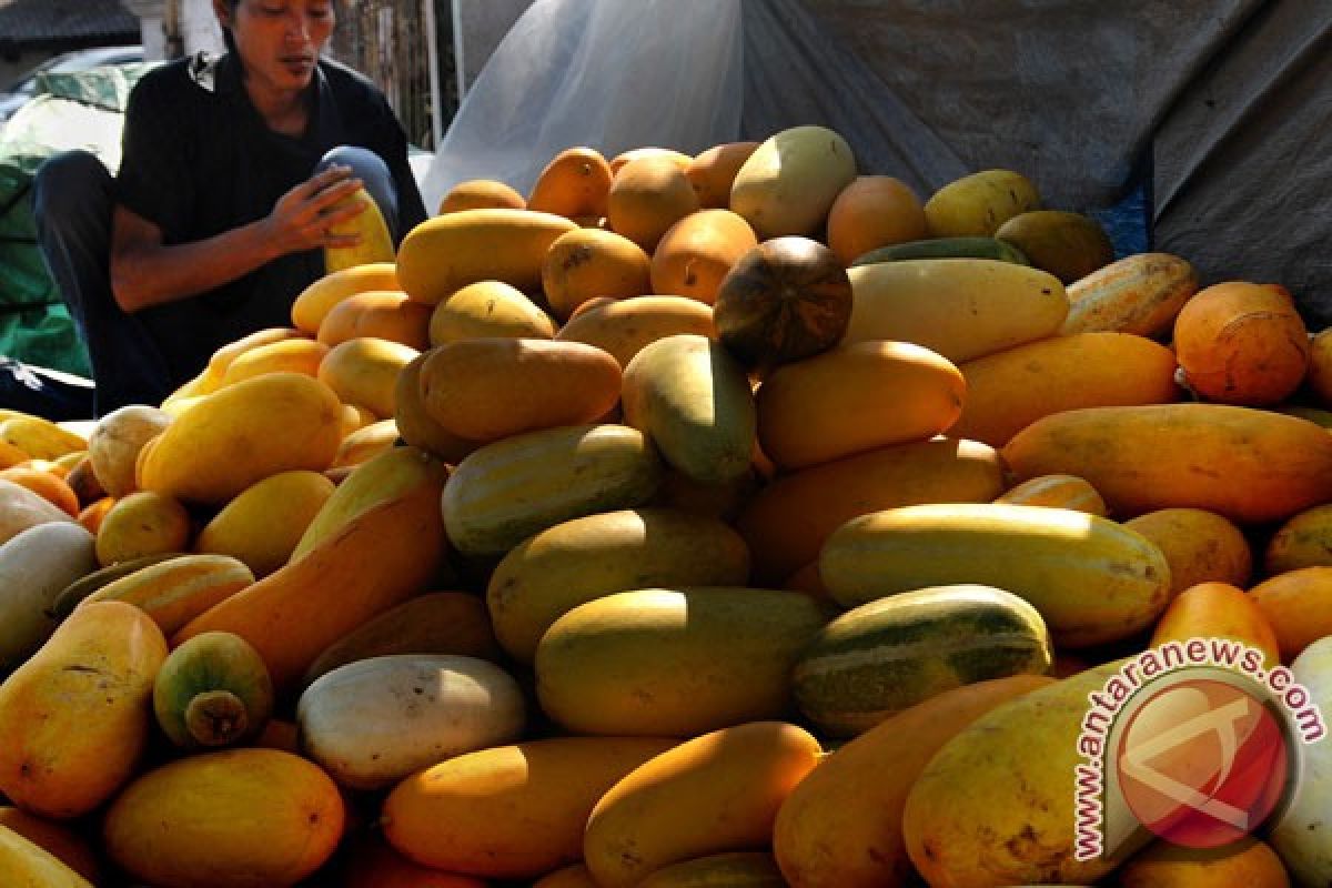 Pedagang ketimun suri bermunculan di Pandeglang