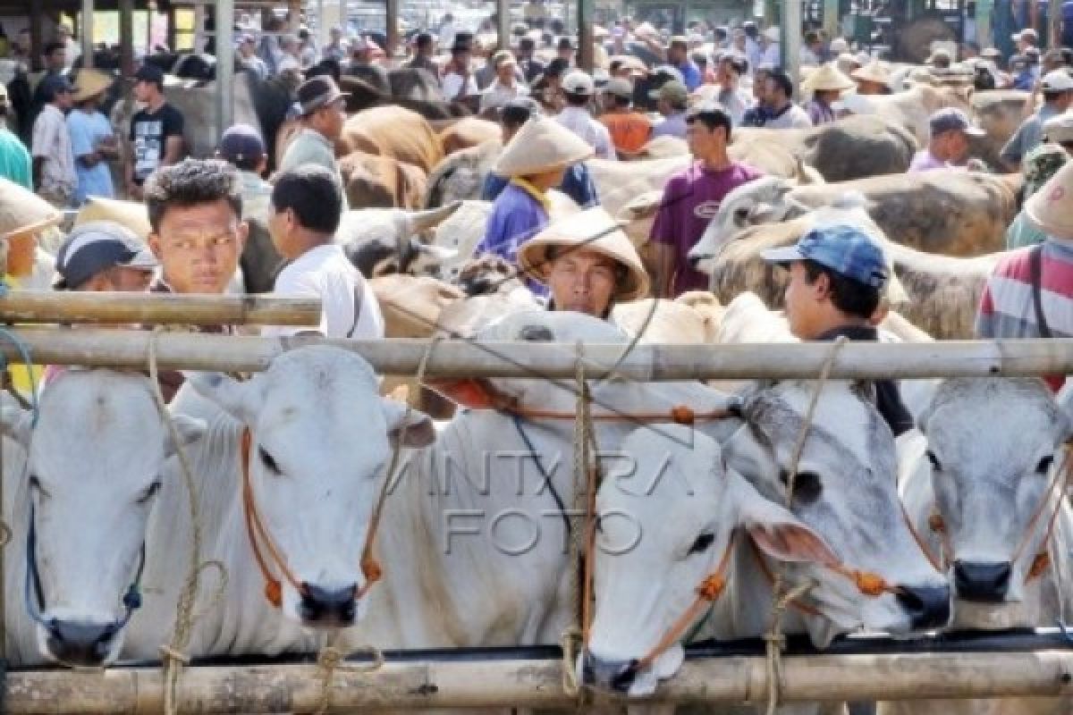 Temanggung Bangun Pasar Hewan di Bekas TPA Badran