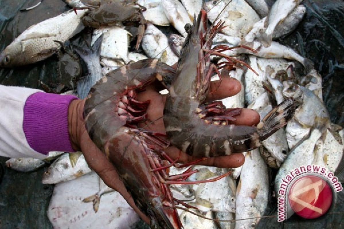 Meski belum terjangkit, KKP gencar cegah sindrom kematian dini udang