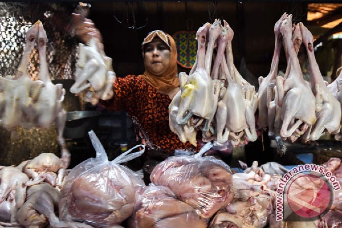 Apindo: pemerintah kelola ayam tidak rugikan pengusaha