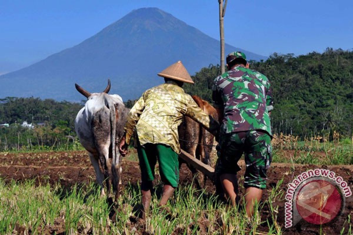 Babinsa Kodim Jayapura tingkatkan kemampuan tanam padi