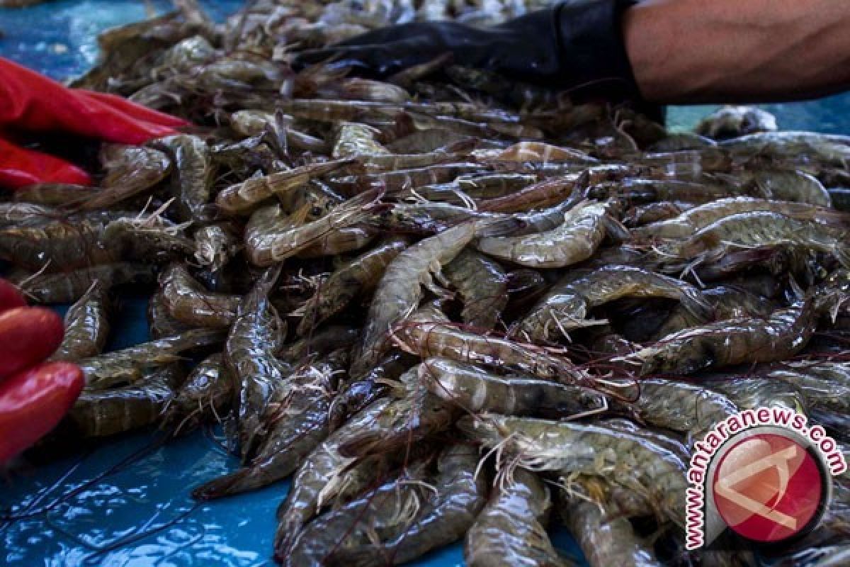 Dewan Dorong DKP Kotabaru Budidayakan Udang Vaname