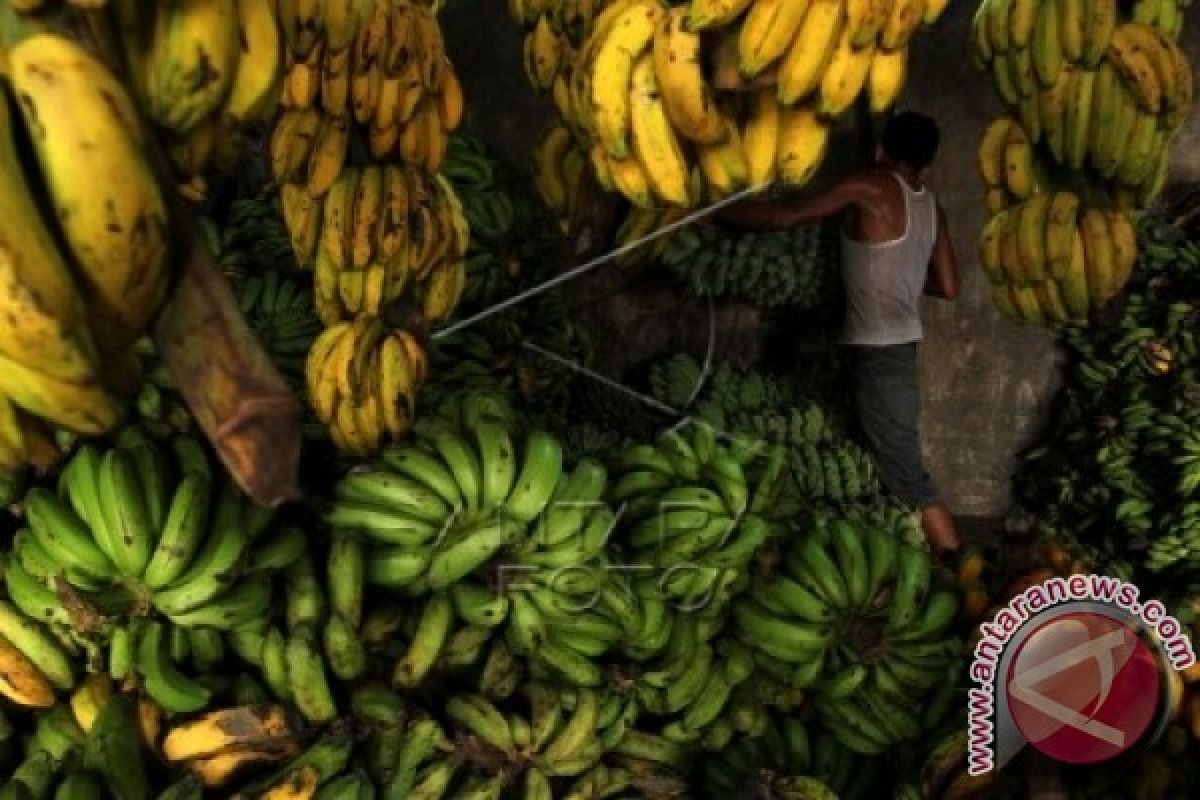 Harga pisang di Mamuju terus naik 