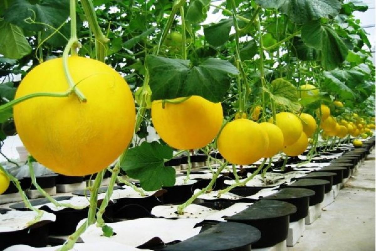 Distanak Berharap Melon Golden Jadi Ikon Banten