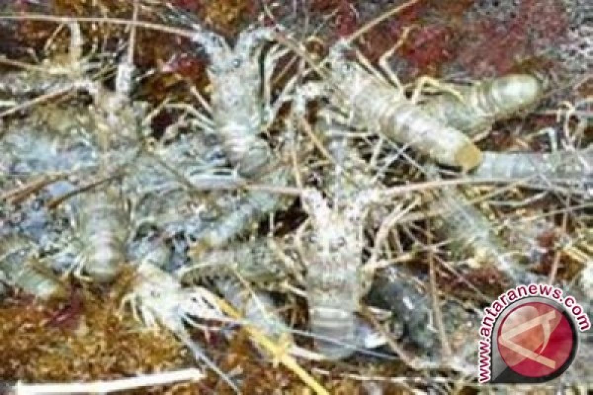 KKP layangkan surat pemeriksaan pemilik benih lobster