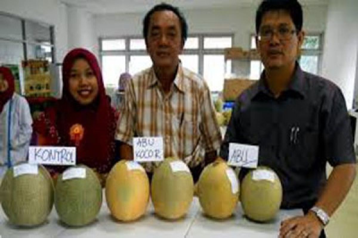 UGM kembangkan melon unggul Tacapa 