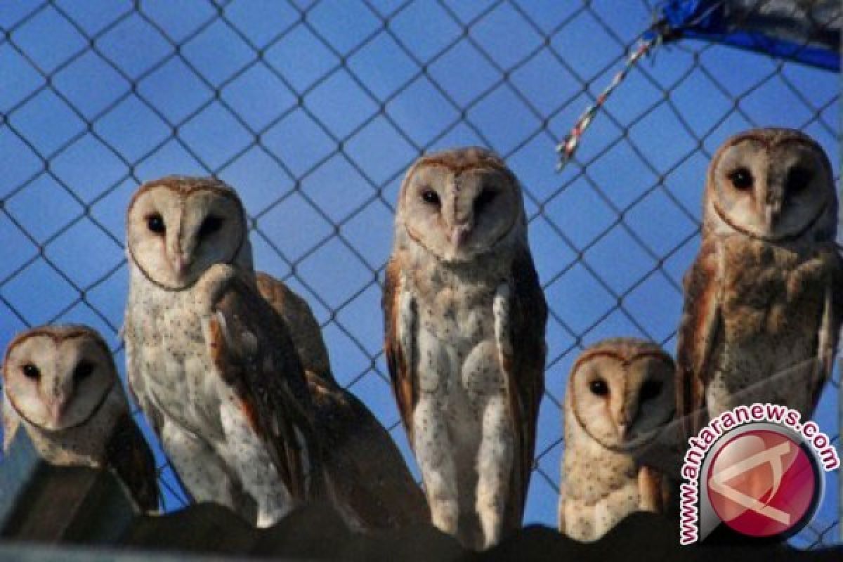 Kaltim Berantas Hama Tikus dengan Burung Hantu