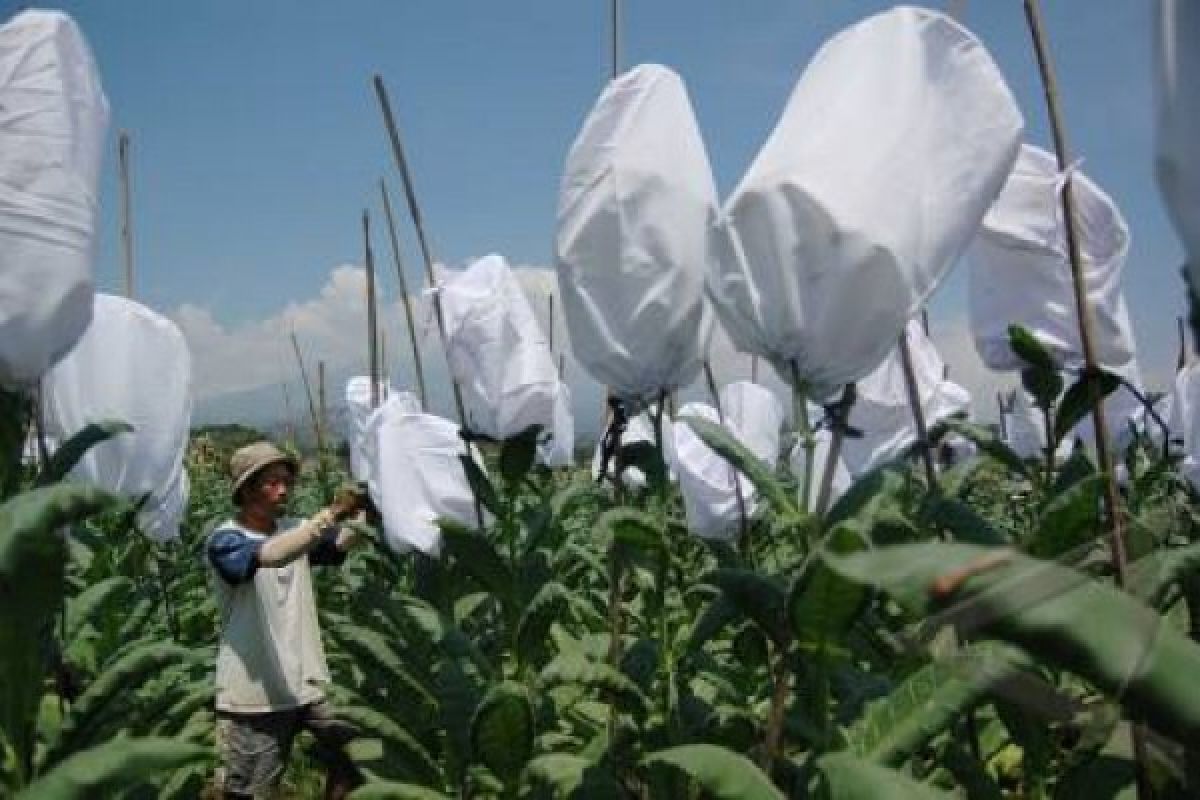 Petani diimbau tanam tembakau varietas kemloko