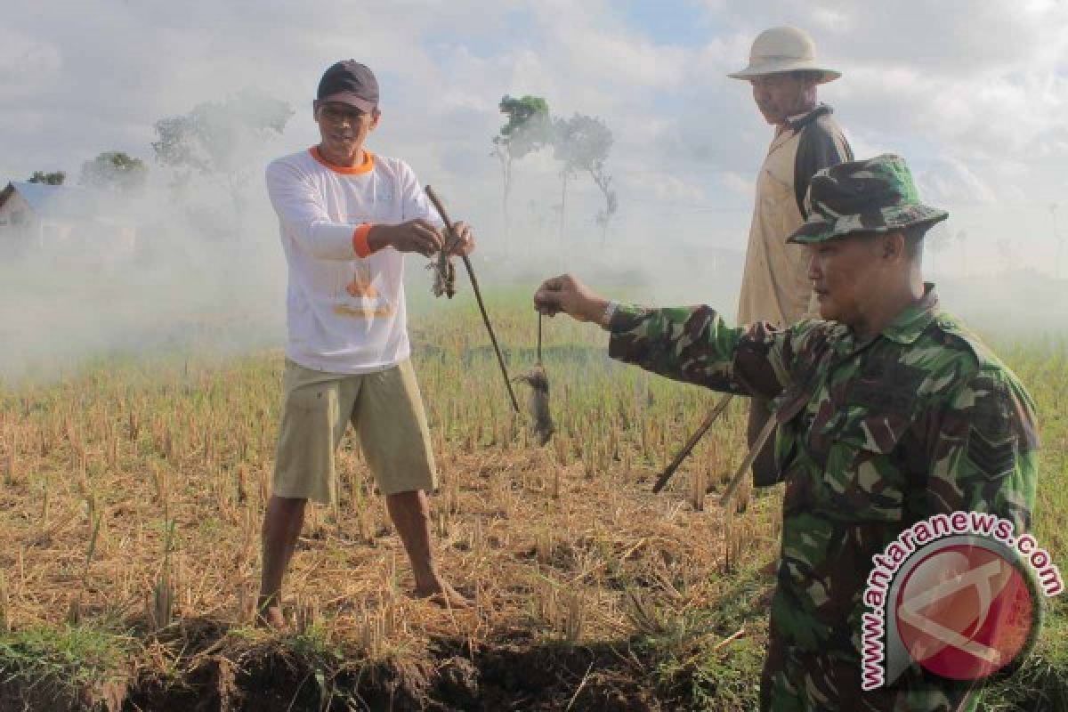 TNI Bantu Petani Tulungagung Basmi Hama Tikus Sawah