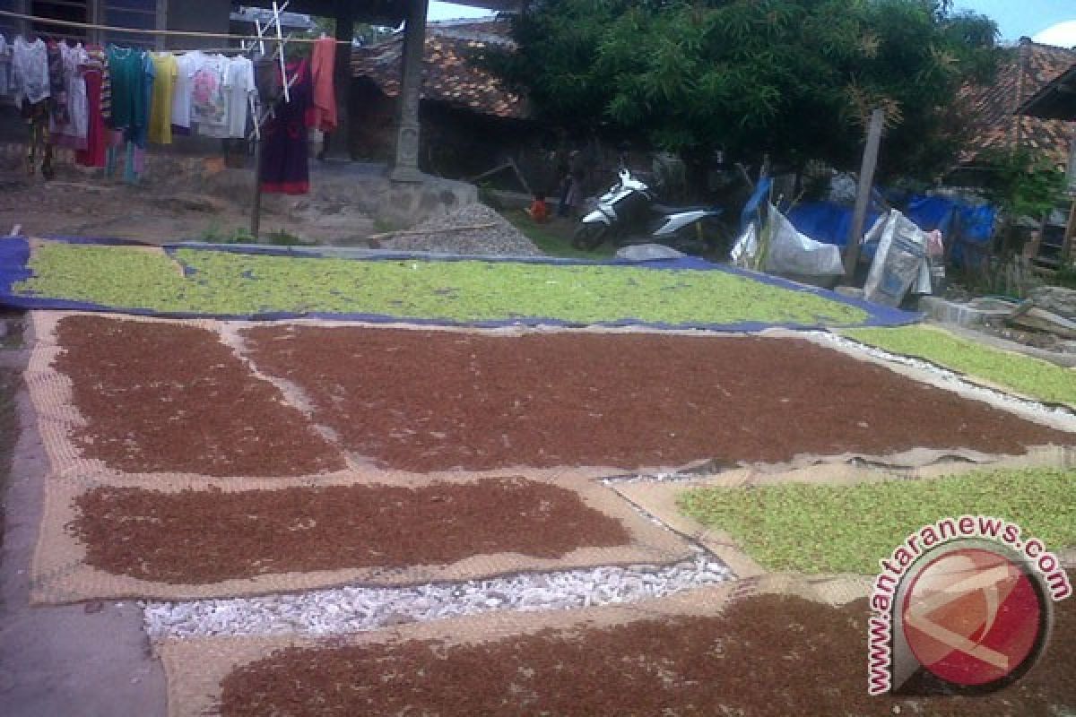 Petani Lampung Selatan nikmati budi daya cengkih