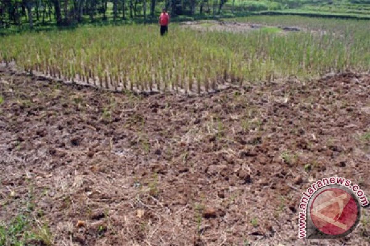 Mentan: luas sawah yang kekeringan menyusut