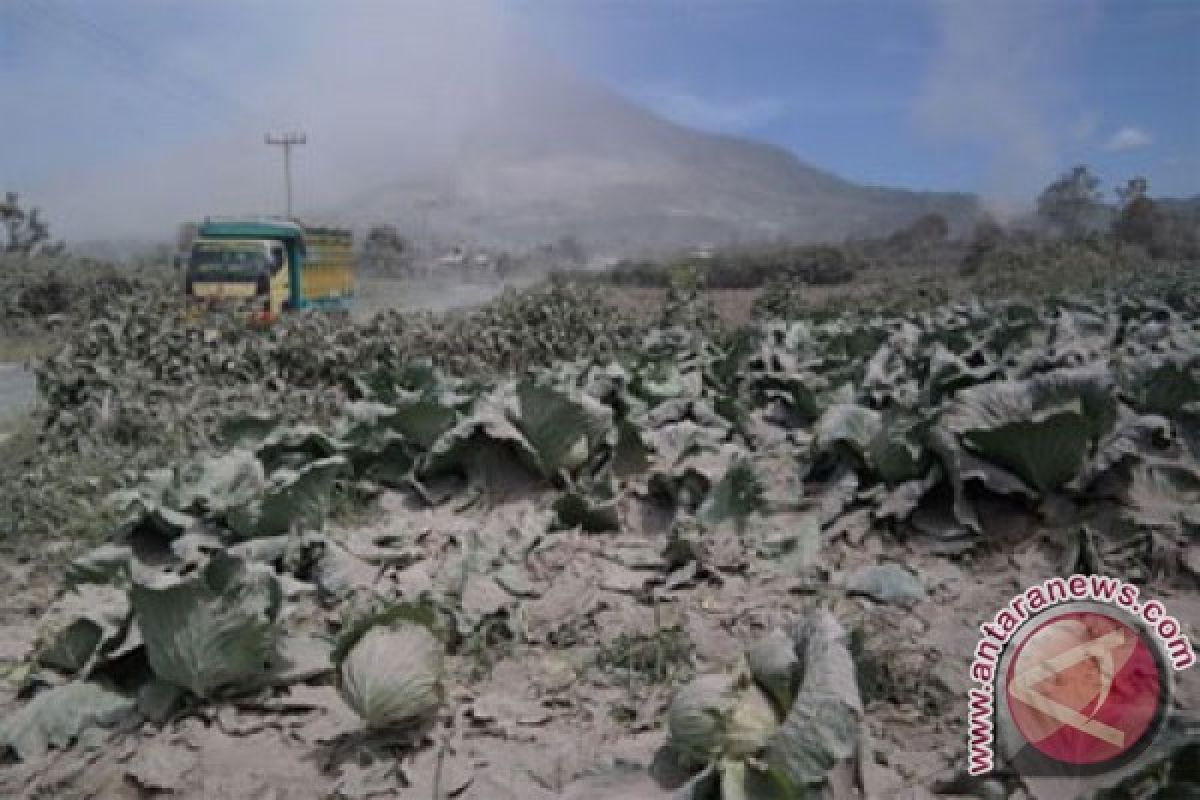 Lahar dingin Sinabung rusak lahan pertanian