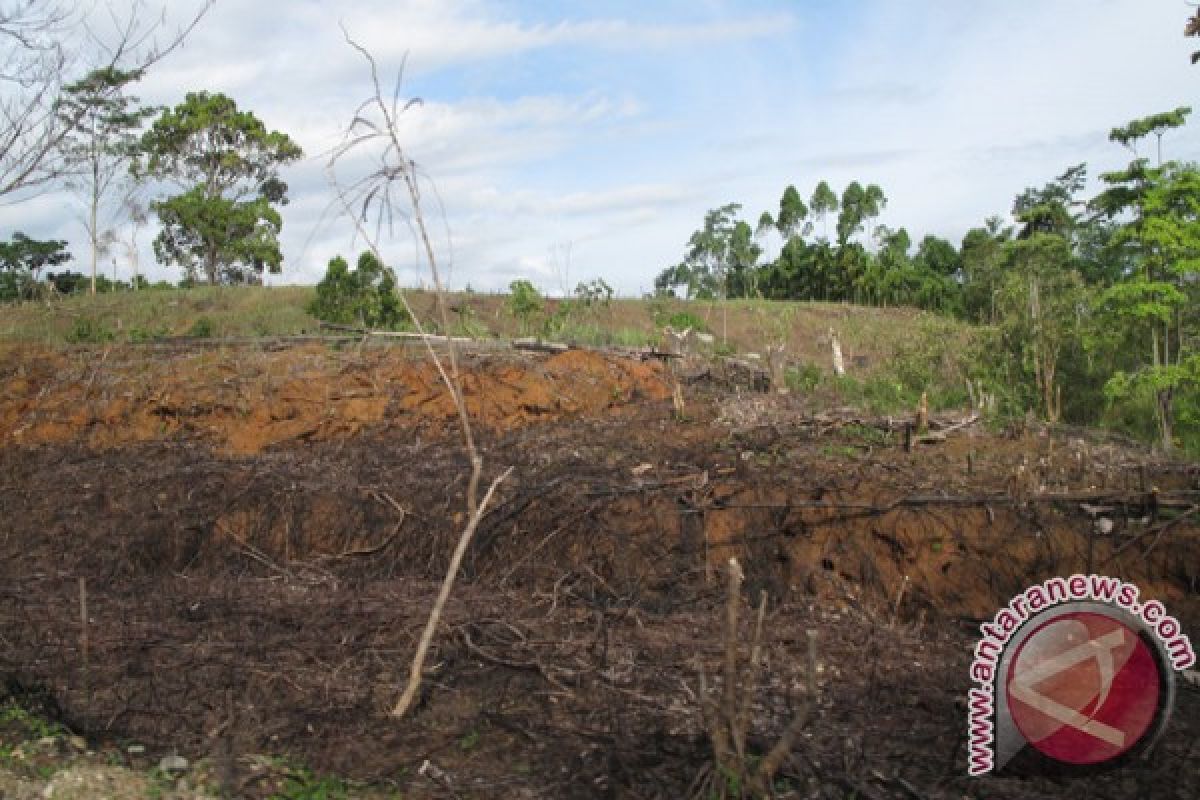 Hutan rusak bakal direhabilitasi dengan tanaman buah