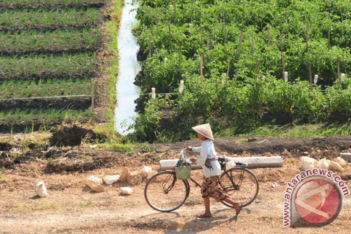 Kodam Cenderawasih dorong Papua jadi lumbung padi