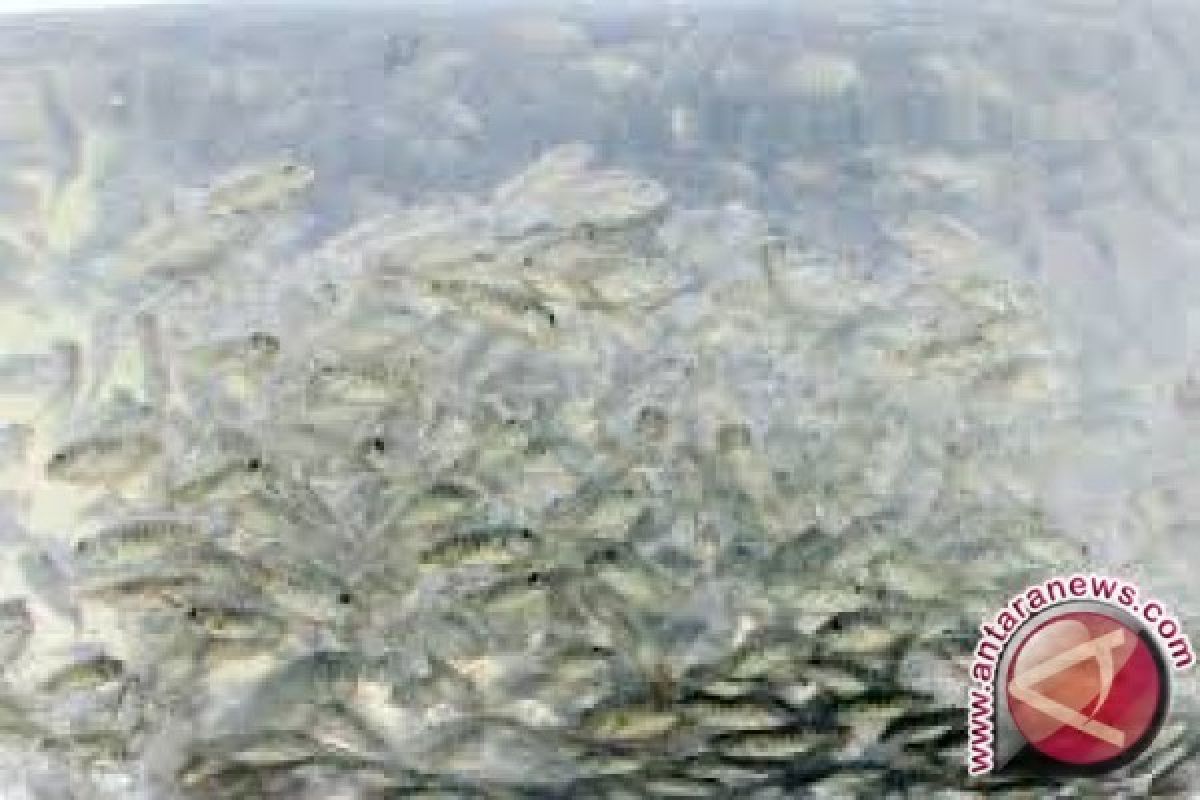 Bupati Sigi lepas 500.000 bibit ikan