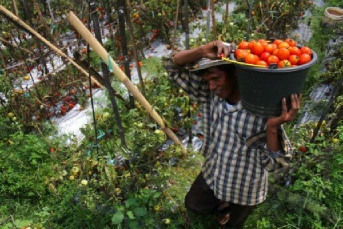 Petani Hortikultura Banten Belum Maksimal Pakai Pupuk Organik