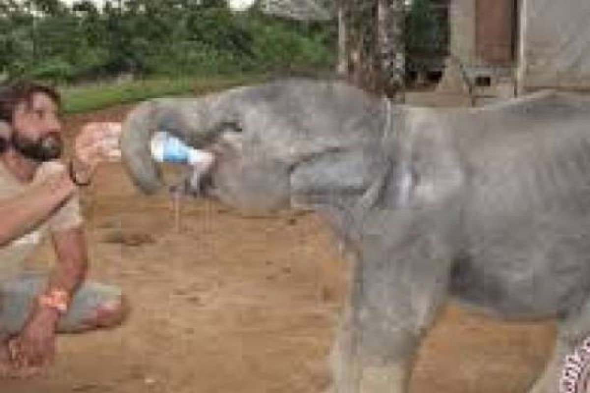 Ada "Panti Asuhan" Untuk Bayi Gajah