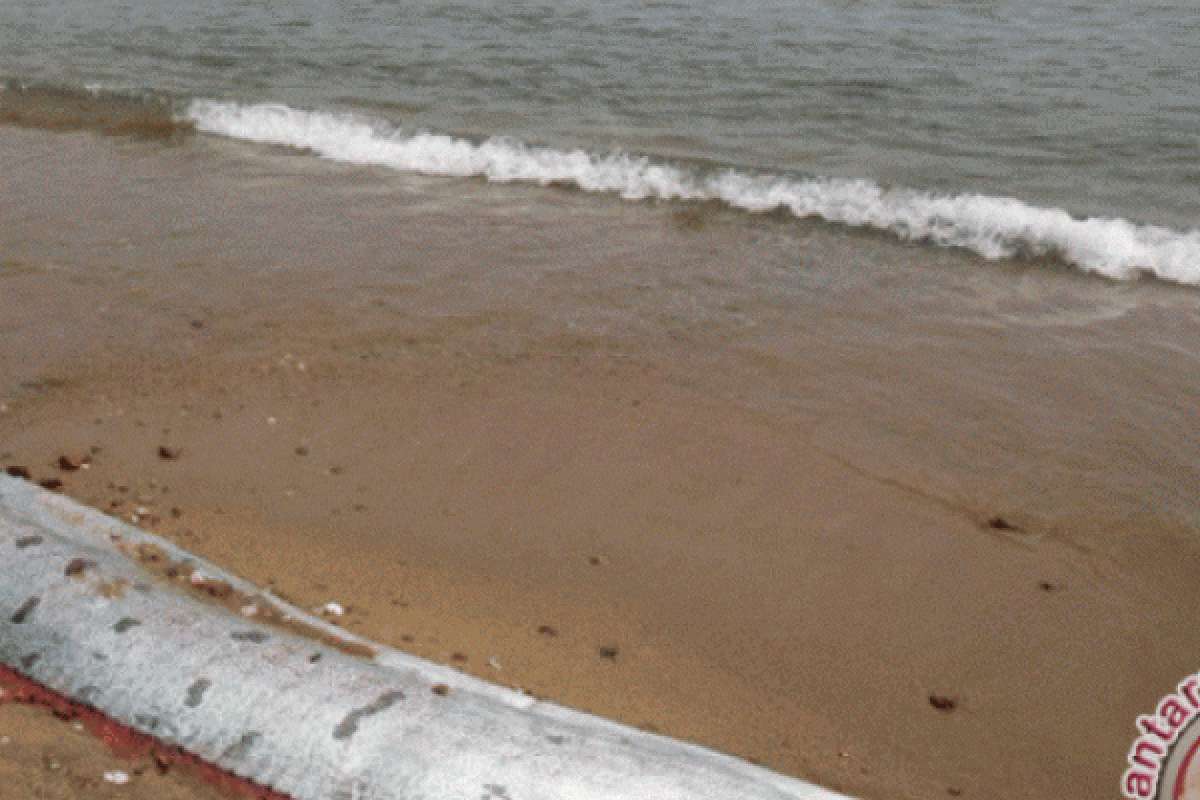 Naga Laut Misterisu Mati Terdampar Di California