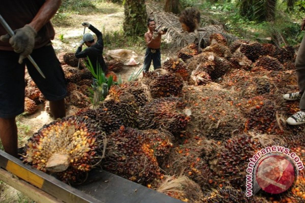 Harga TBS Sawit Barito Utara Naik 