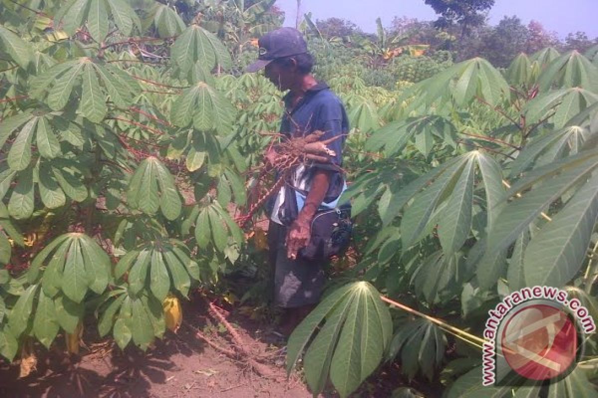 Petani singkong "menangis" kebunnya terendam banjir