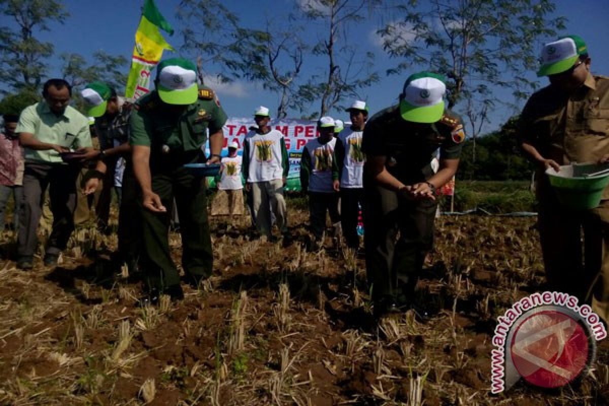 Kodim Pamekasan Tanam 5 Haktare Jagung Pertiwi-3