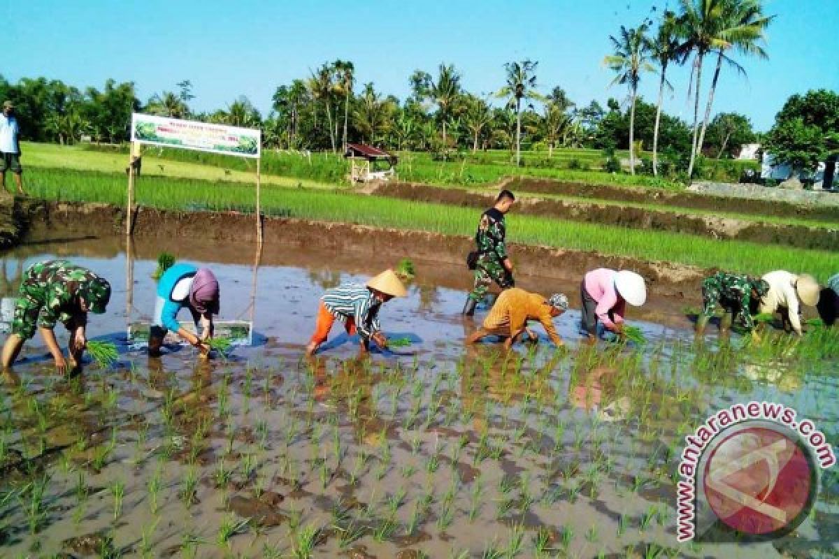 Babinsa Koramil Jember Bantu Petani Tanam Padi 