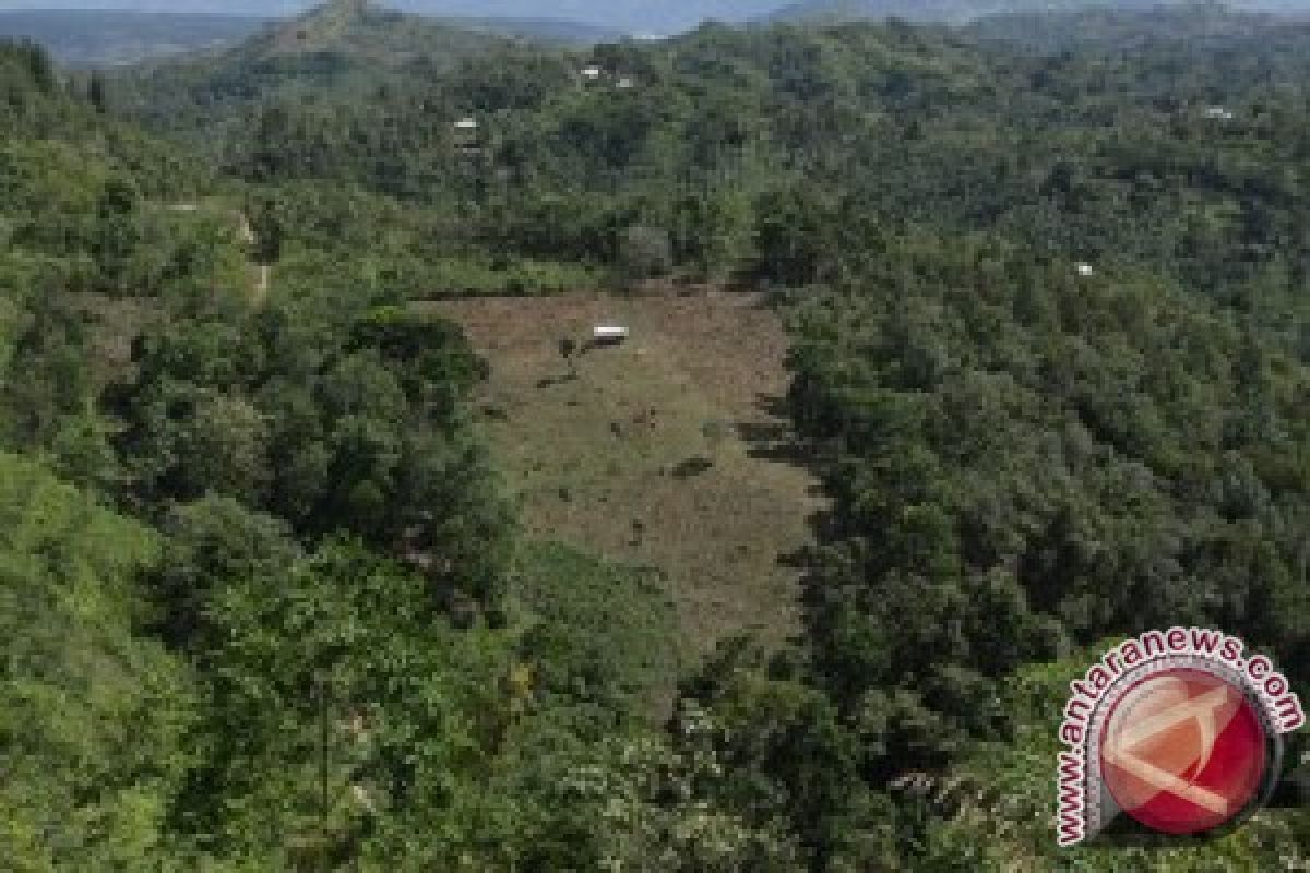 BKSDA: Hindari Buka Kebun Lintasan Gajah