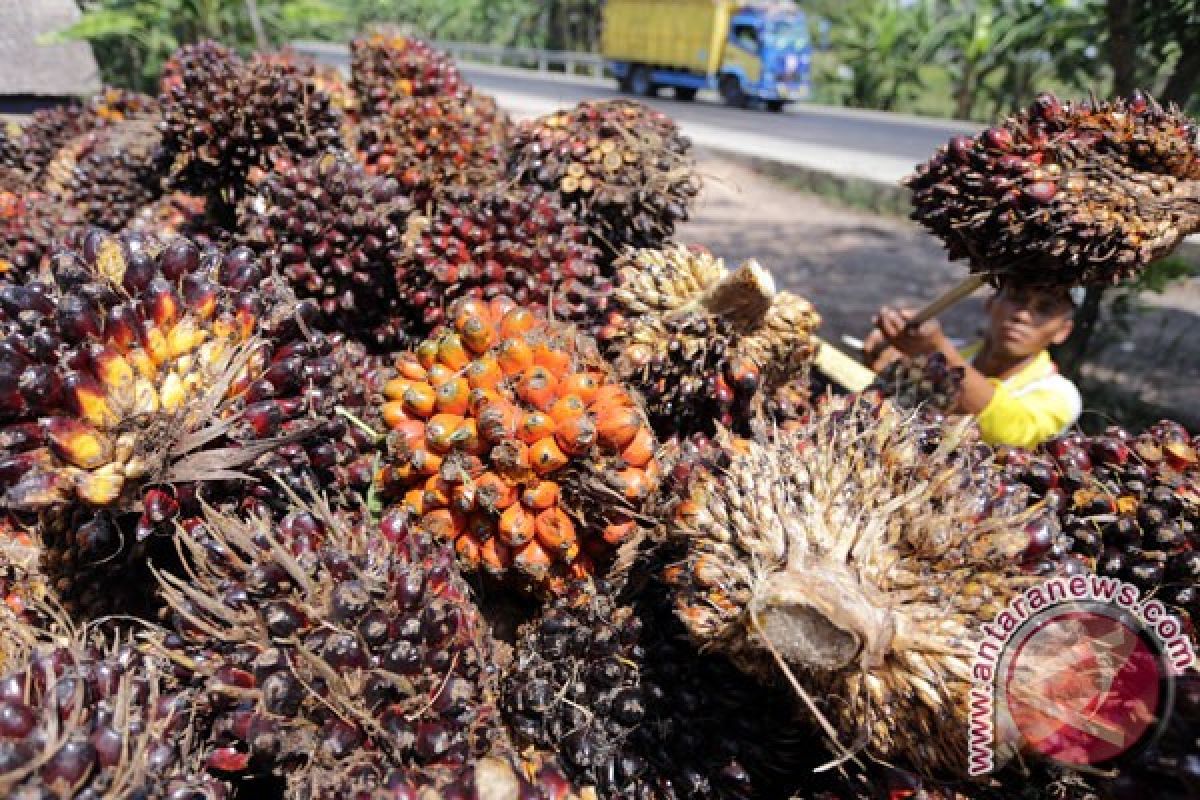 Harga CPO Jambi turun Rp31 Per Kilogram