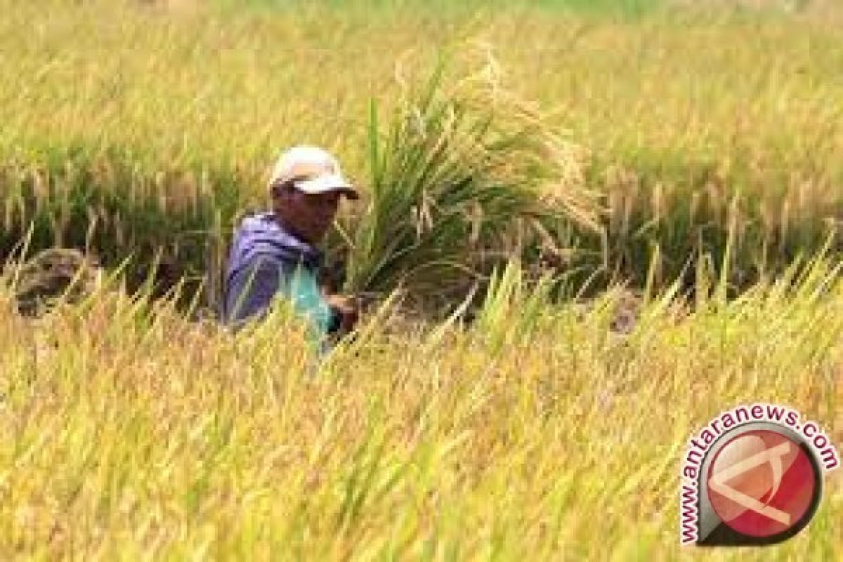 Produksi padi Jambi turun 18, 54 persen 