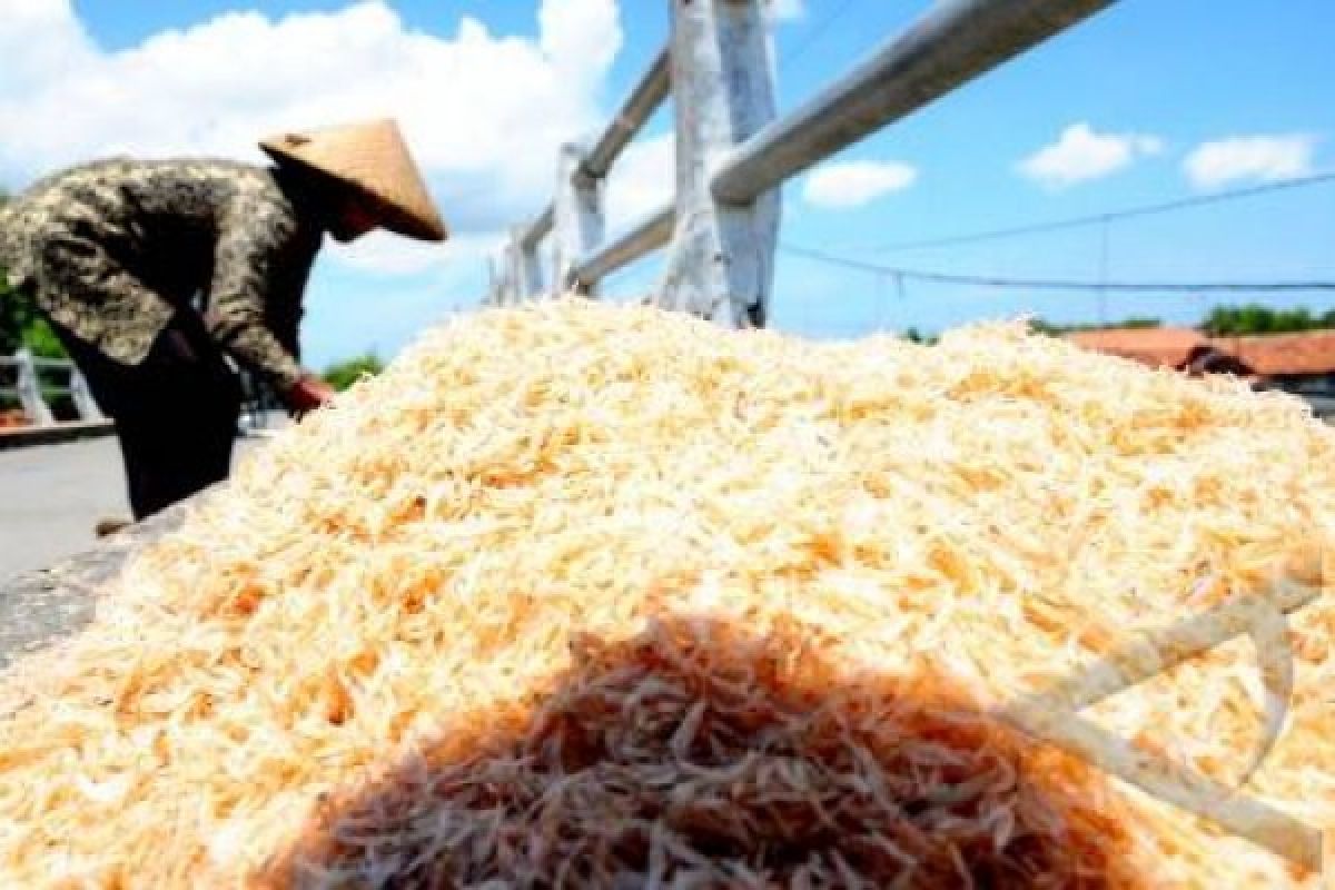 Nelayan Tradisional Mulai Panen Rebon