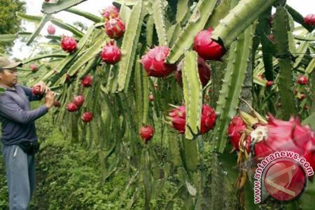 Enam Alasan Buah Naga Bagus untuk Kesehatan