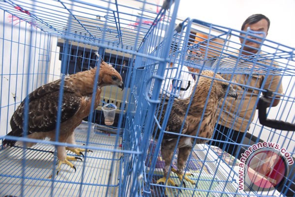 Ribuan elang migrasi melintasi langit Malang raya