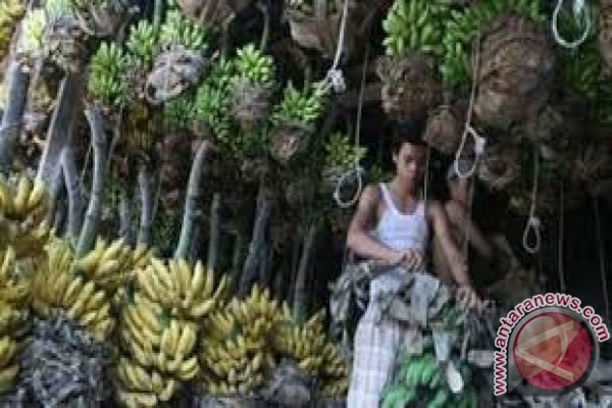 Harga Pisang di Denpasar Alami Lonjakan