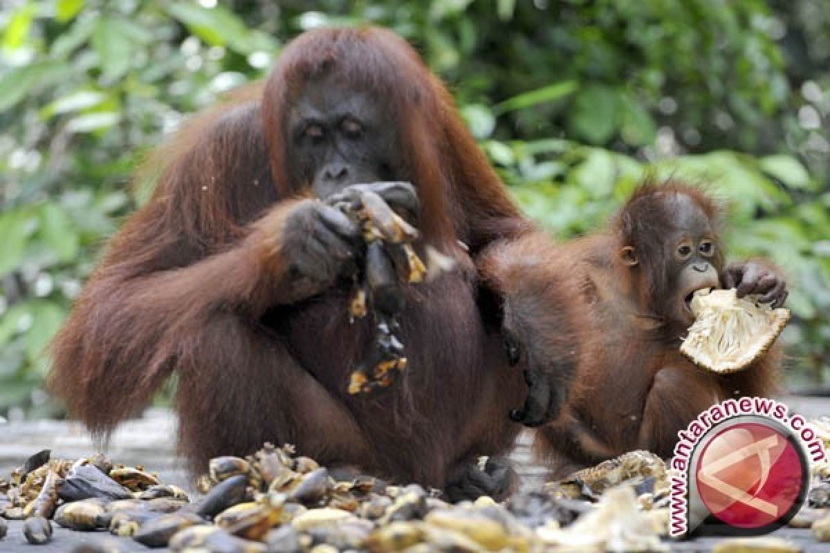 Warga Nagan Raya serahkan orang utan ke polisi