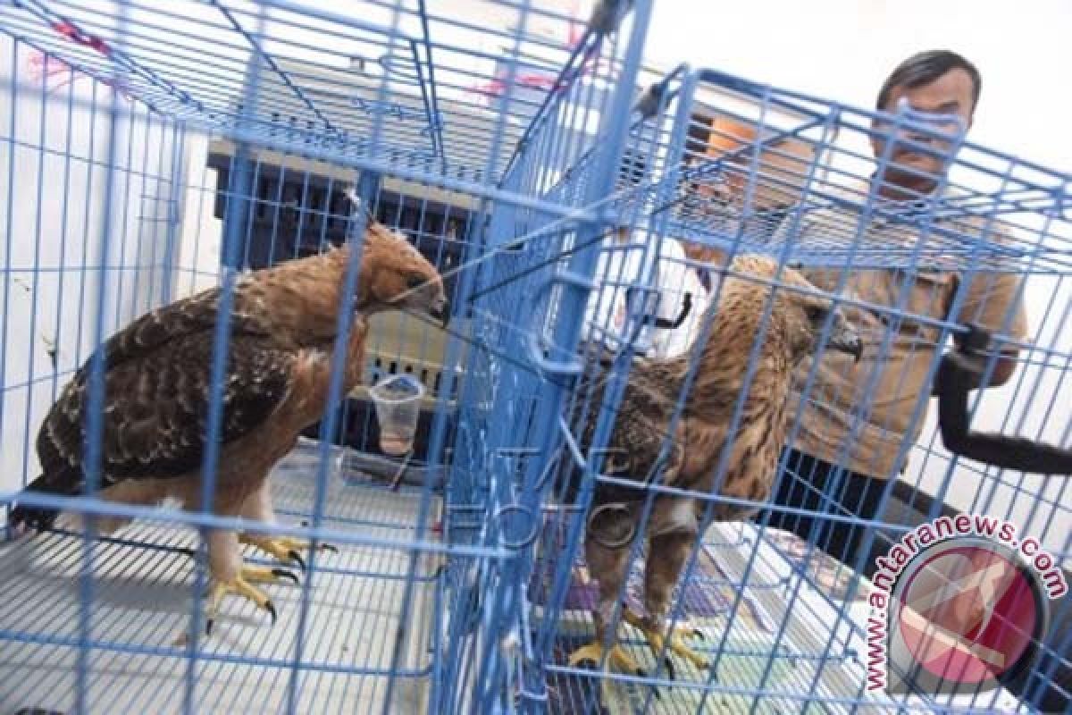 Police Thwart Attempt At Illegal Trade Of Protected Wild Eagles