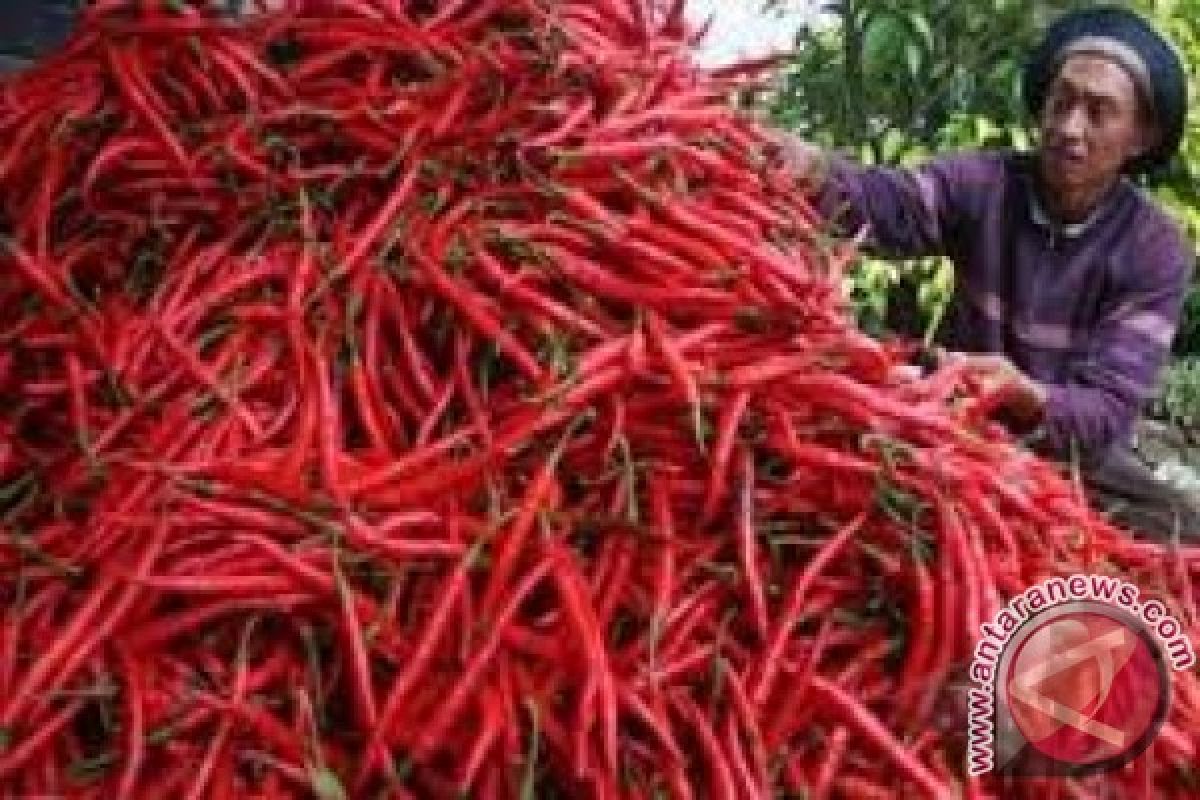 Harga cabai merah naik di Jambi