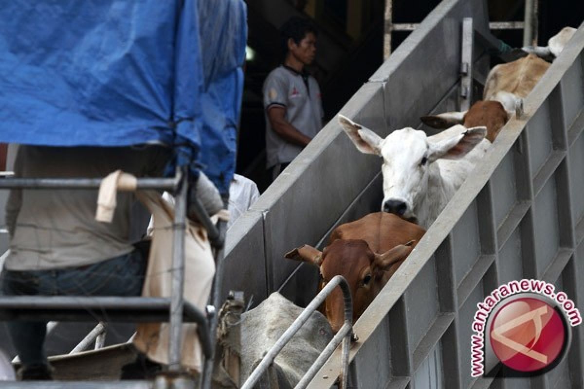  2.350 sapi Australia tiba di Tanjung Priok