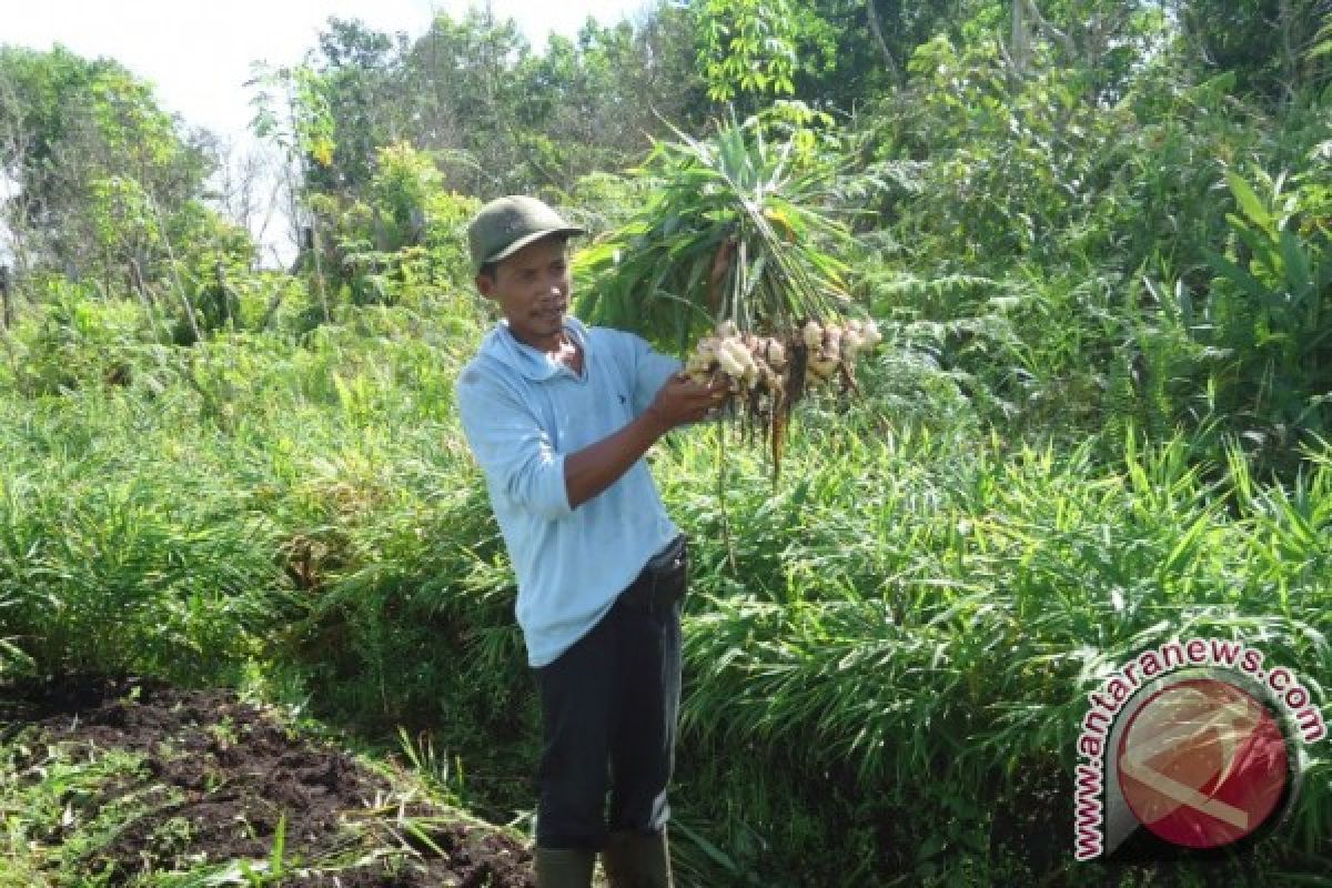 Petani Mempawah Timur Antusias Kembangkan Jahe