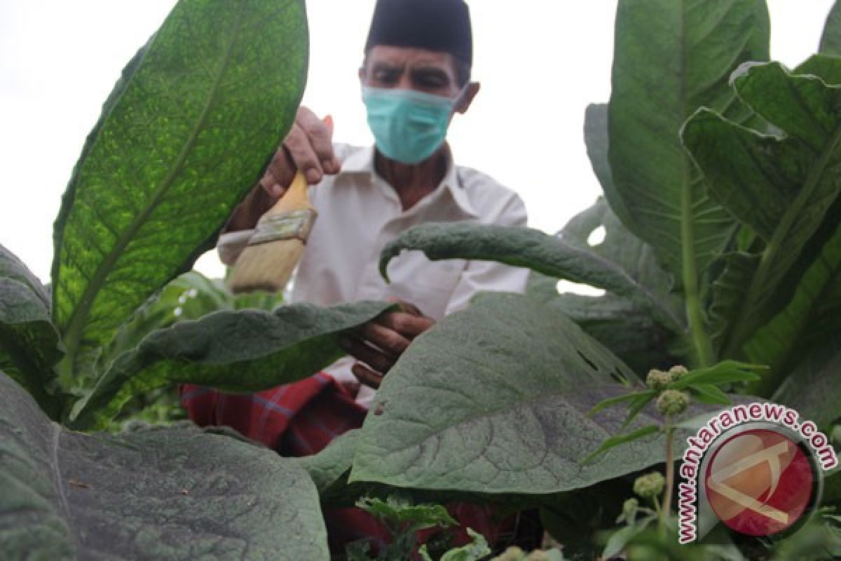 Abu Raung guyur Desa Sumberjati